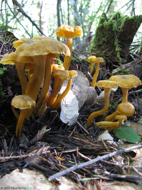 Yellowfoot Chanterelles